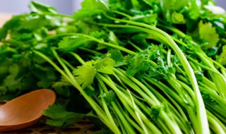 家庭阳台怎么种香菜 家庭阳台种香菜的方法