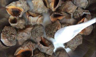 海螺吐泥快方法 海螺吐泥的三个方法介绍