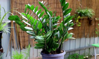 最适合家里养的十大植物 最适合室内养的十种植物有什么