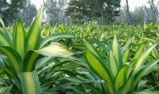 适合客厅养的植物 适合客厅养的植物推荐