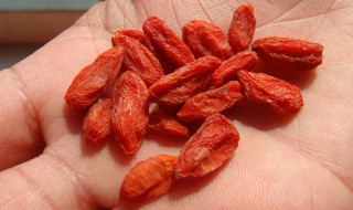 枸杞怎么晒干 枸杞晒干方法介绍