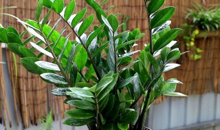 金钱树适合在室内养吗 金钱树能不能在室内养