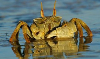 螃蟹怎么去腥 螃蟹去腥的方法