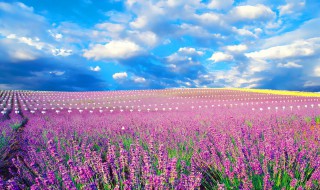 薰衣草怎么种 薰衣草可以这样种