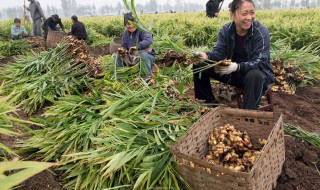 生姜如何种植方法 种植生姜的做法步骤