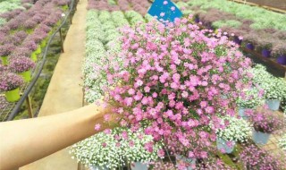 满天星种植方法全过程 满天星这样种植