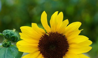 种向日葵的方法 种向日葵的方法推荐