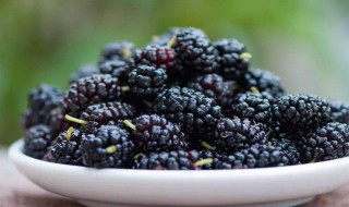 黑桑葚的功效与作用及食用方法 黑桑葚有什么功效