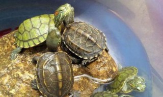 养乌龟的方法 乌龟怎么养