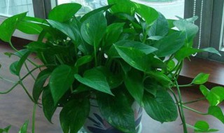 绿萝养殖方法 怎么养殖绿萝