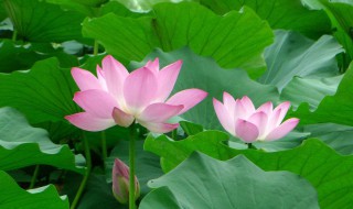 荷花代表什么 荷花花语介绍