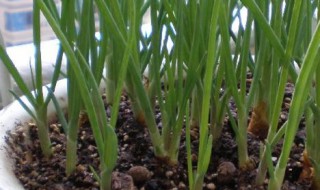 盆栽蒜苗的种植方法 需要准备什么材料呢