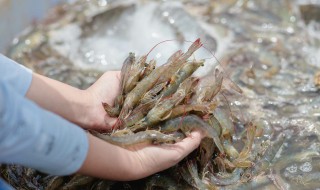 捕捉虎虾方法 捕捉虎虾的方法是什么