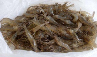 小河虾怎么保存 小河虾保存方法介绍