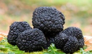 新鲜黑松露怎么保存 新鲜黑松露保存方法介绍
