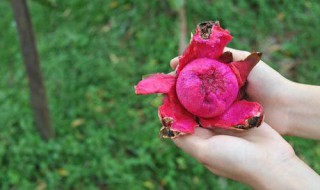 火龙果怎么剥 剥火龙果方法介绍