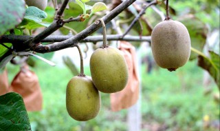 猕猴桃怎么种 猕猴桃怎么种植