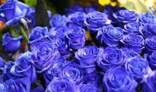 蓝色妖姬适合送什么人 蓝色妖姬送给什么人比较合适