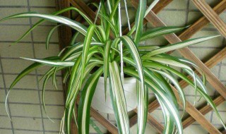 适合在室内的植物 适合养在室内的三种植物介绍