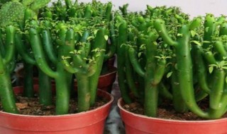 姬珊瑚养护方法 姬珊瑚的养殖方法