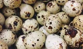 孵鹌鹑蛋方法 孵鹌鹑蛋方法简单介绍