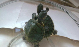 小乌龟家养方法 小乌龟的饲养方法