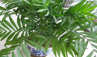 朱竹的养殖方法 朱竹的养殖方法介绍