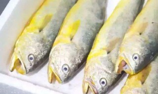 养黄花鱼的方法 如何养黄花鱼