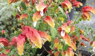 虾衣花养护方法 虾衣花怎么养护