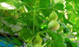 摘下来的葫芦怎么保存 保存摘下来的葫芦方法