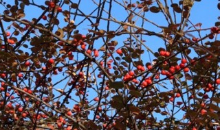 荀子树种植方法 荀子树怎么栽容易活