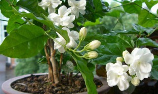 适合卧室养的花 哪些花适合卧室养