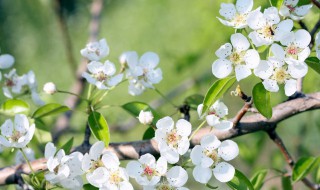 看见花开时感慨的句子 适合看见花开时的句子