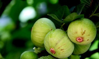 无花果的养殖方法和注意事项 无花果怎么养殖