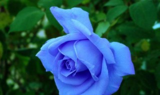 送蓝色妖姬代表什么意思 蓝色妖姬介绍