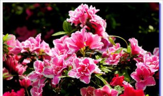 长寿花的开花时间 长寿花什么时间开花