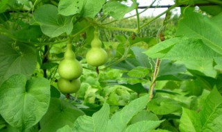 葫芦的施肥方法 施肥方法如下
