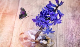 风信子开花时间 风信子什么时候开花