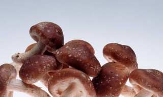 梦到蘑菇是什么意思啊 梦到蘑菇梦境解析