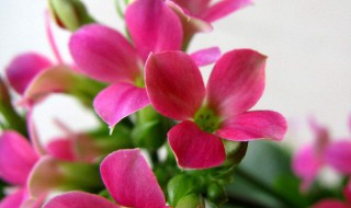 冬季适合种什么花 冬季养什么植物好