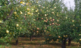 描写秋天果实的句子 描写秋天果实成熟的句子