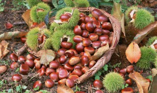 存储板栗方法 栗子保存的方法技巧