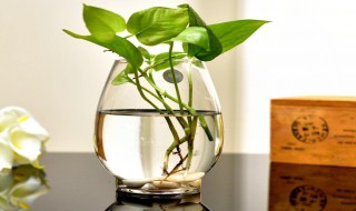 绿萝叶子发黑是什么原因 绿萝叶子发黑的原因简述