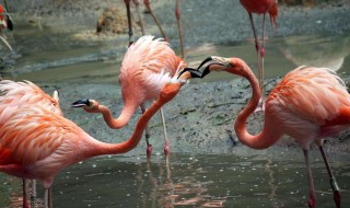 火烈鸟养殖方法 火烈鸟怎么养殖