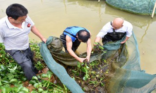 养黄鳝方法 黄鳝怎么养