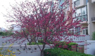 修剪刺梅的方法 修剪刺梅的方法介绍