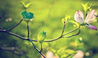 描写春天早上的句子 关于春天早晨的描写精选