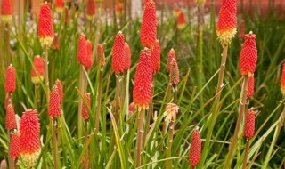 剑叶兰养殖方法 剑叶兰如何养殖