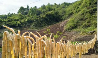 晒冬笋干的方法 晒冬笋干的方法是什么