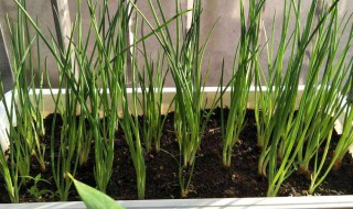 香葱分株方法 香葱的种植方法